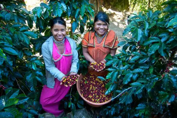 Spend time with Ticos on a coffee plantation in Costa Rica