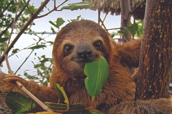 Costa Rican wildlife, such as lazy sloths, in the landscapes of Costa Rica