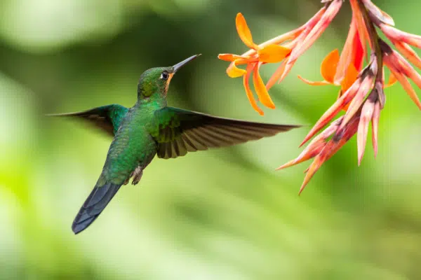 A colorful hummingbird in Costa Rica's La Paz Waterfall Gardens