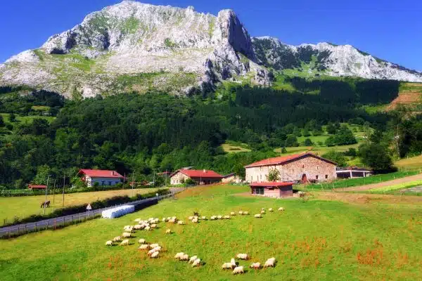 Explore the sheep farms that make fresh cheese in Basque