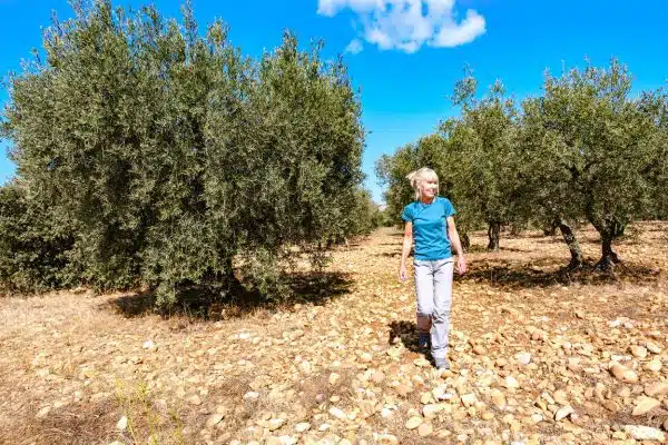 Stroll through olive groves in Provence