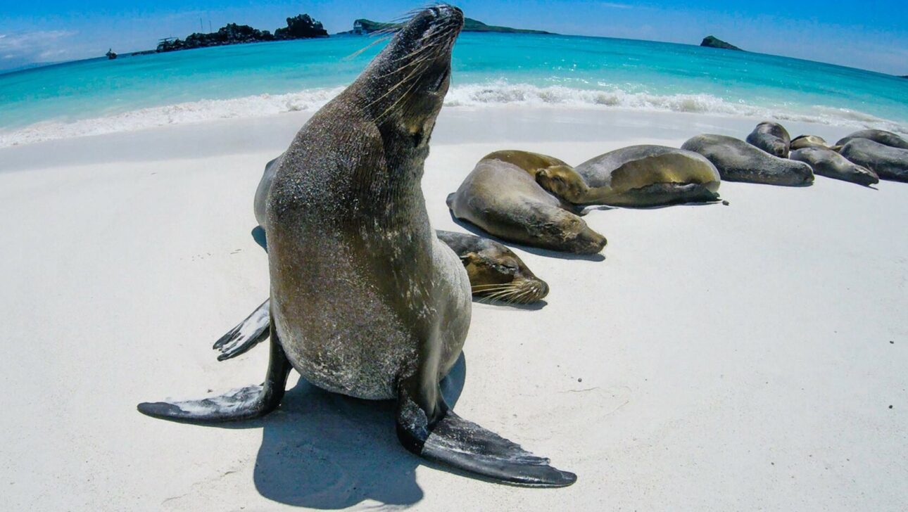 Galapagos Sea Lions