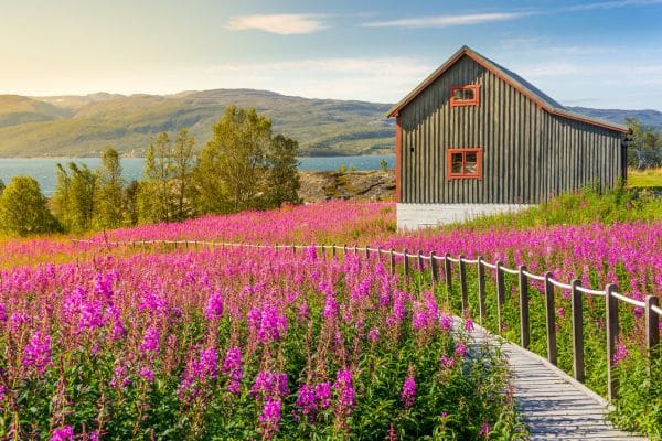 Scenic farm with fields of flowers in Norway