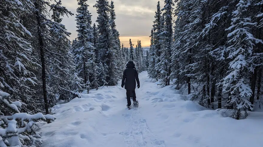 Explore Alaska, on foot at eye level
