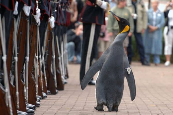 Norways' Penguin Brigadier Sir Nils Olav III 