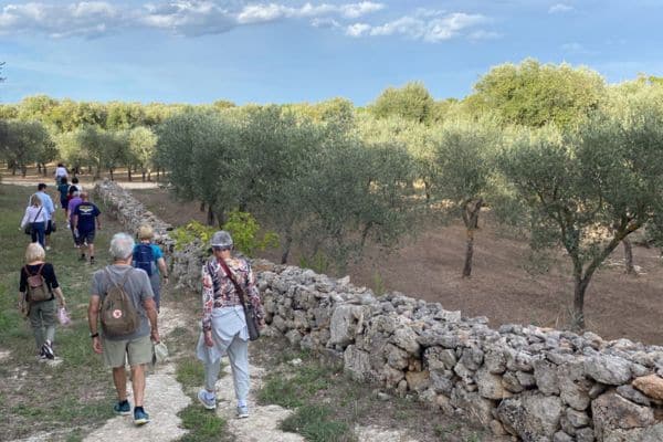 Group walking through olive groves in Puglia, Italy