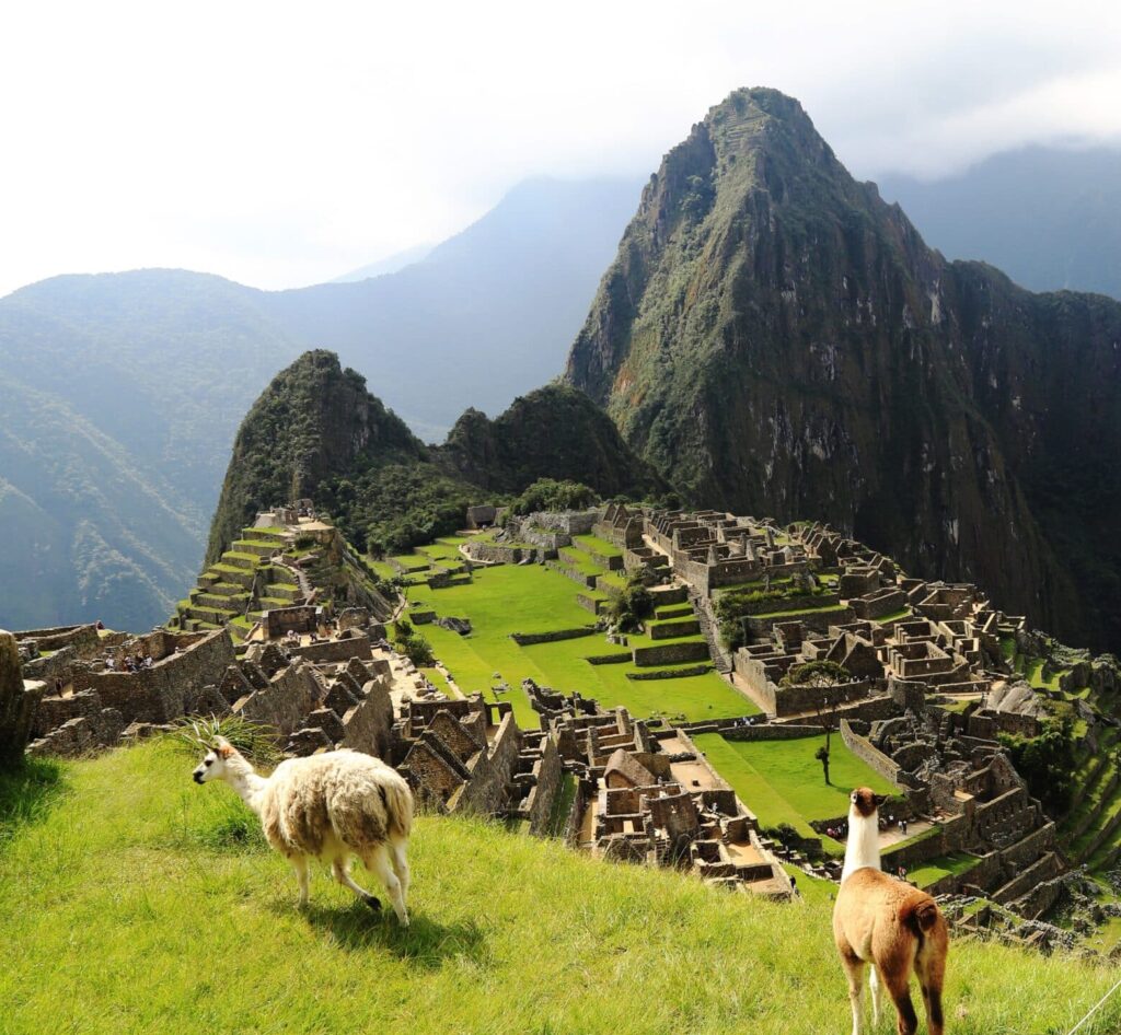 Llamas standing in front of Machu Picchu