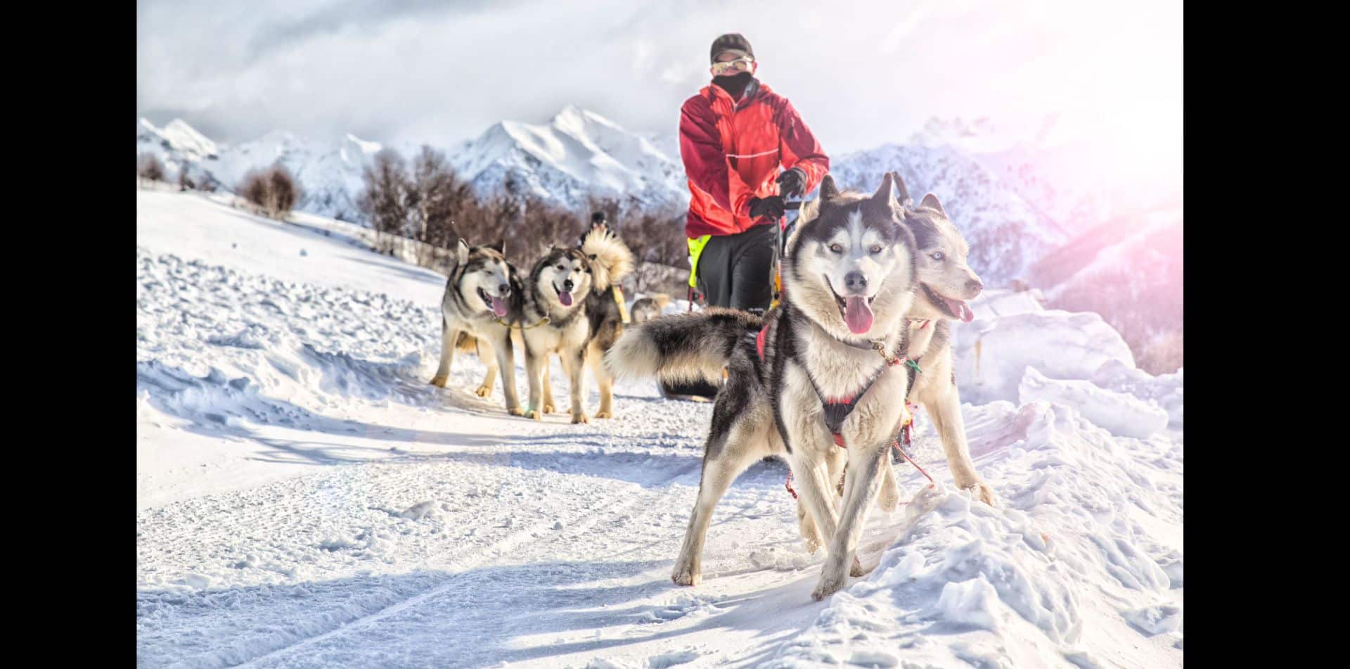 Meet the Mushers: Swap trail tales with Iditarod champions and cuddle their roly-poly puppies before an exhilarating dogsled ride.