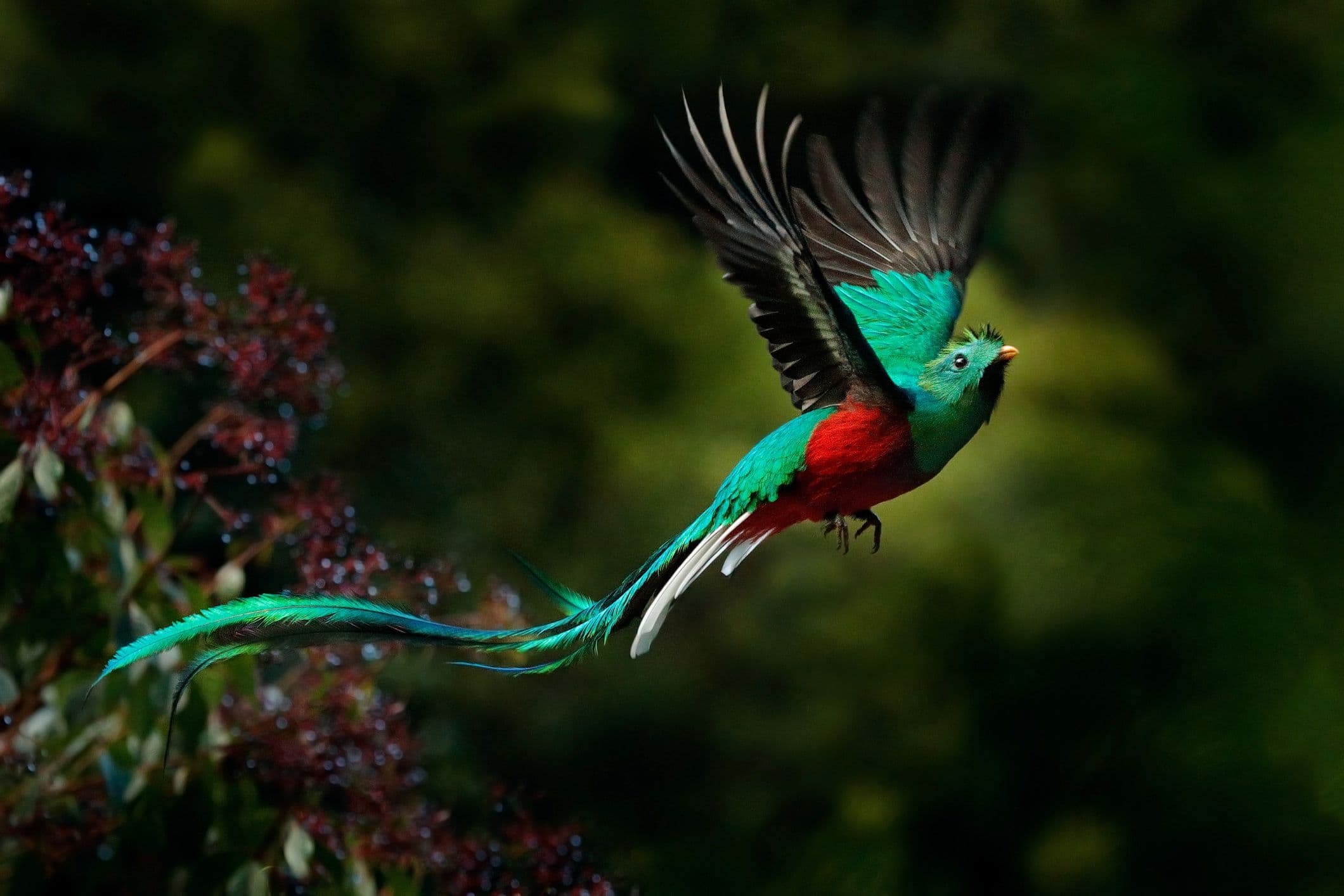 Join your naturalist guide for a walk in search of stunning birds such as the elusive Resplendent Quetzal.