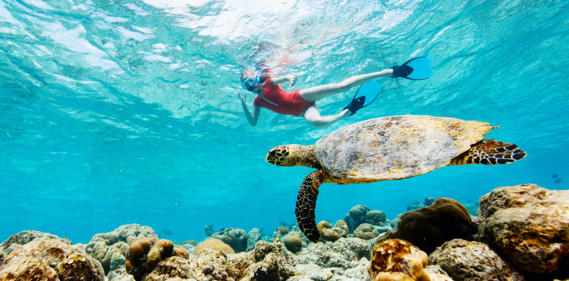 Snorkel with playful sea turtles in Costa Rica and glide through the crystal waters of Golfo Dulce.