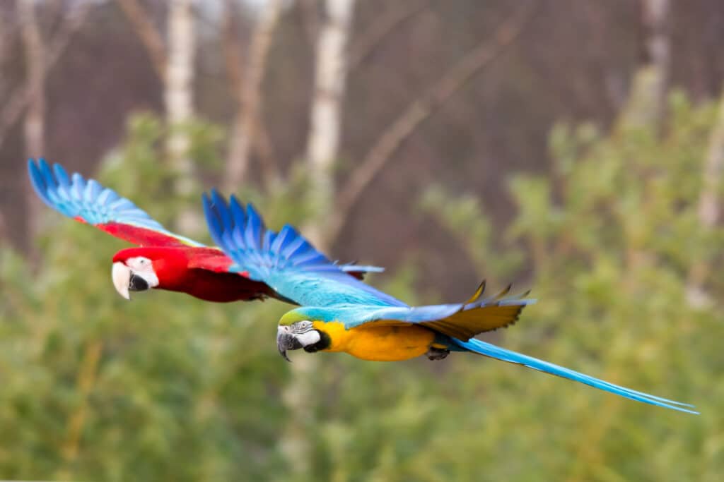 Scarlet and blue-and-yellow macaws flying through the Peruvian Amazon
