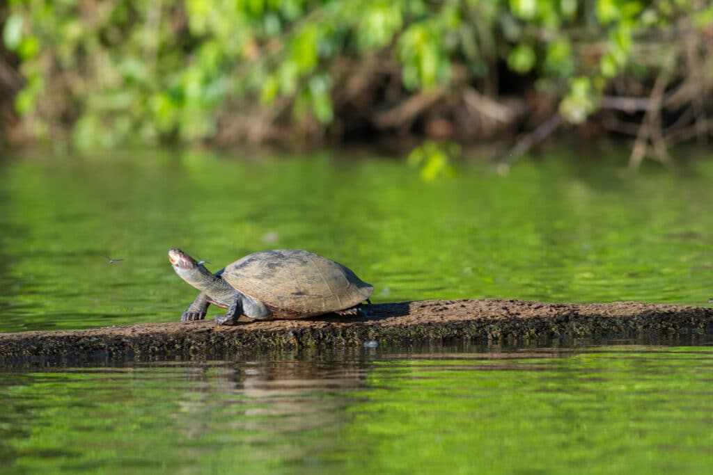 Freshwater turtle resting on a log in the Peruvian Amazon.
