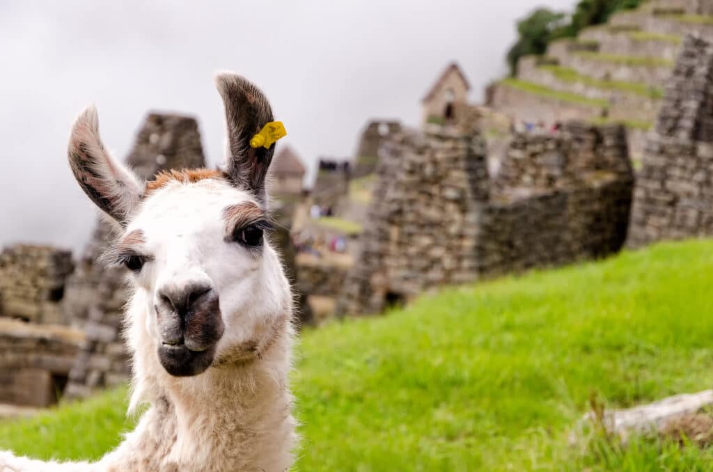 Llama standing among the ancient ruins of Machu Picchu in Peru
