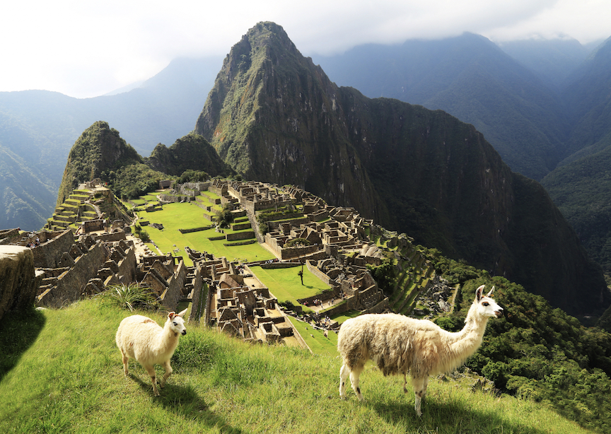 Peru, Inca Trail, Machu Picchu Alpacas