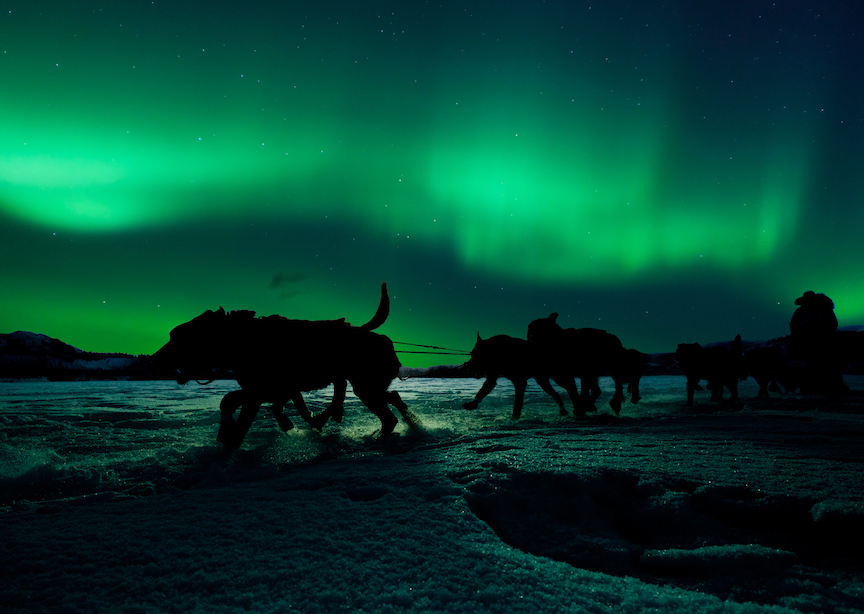 Silhouette of sled dog team pulling sleigh with musher under the northern lights