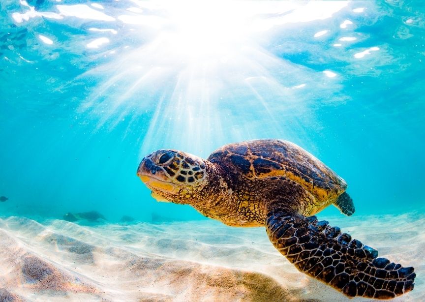 Hawaii Big Island turtle swimming underwater