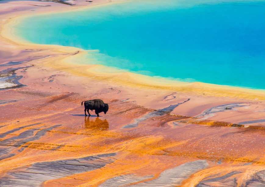 Bison crossing Grand Prismatic Spring Yellowstone National Park USA