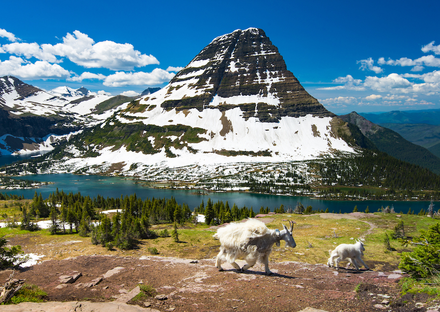 Montana mountains and hidden lake 2 goats grazing