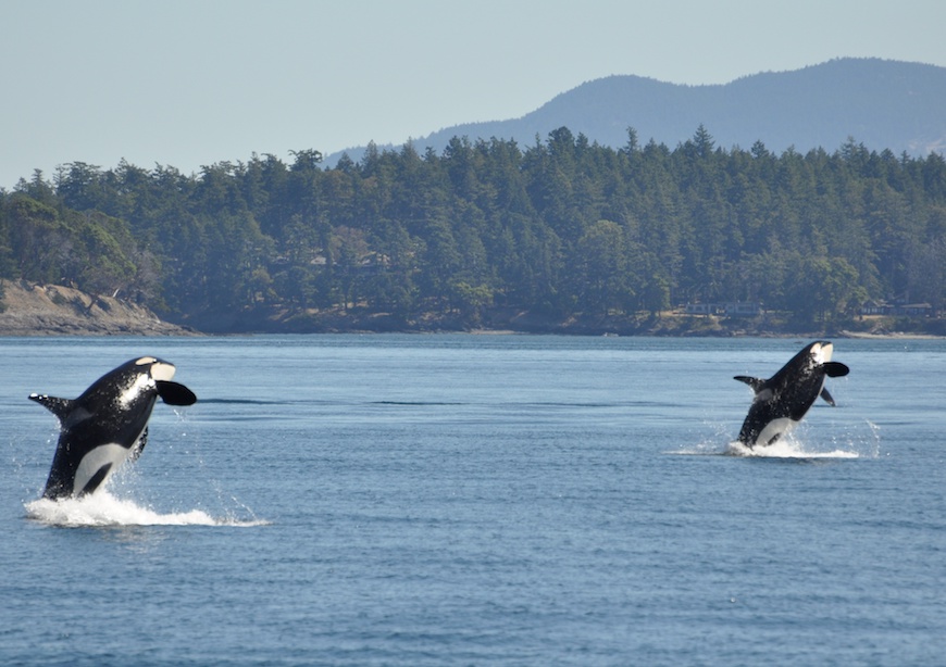 Two orca whales jumping out of water in Puget Sound