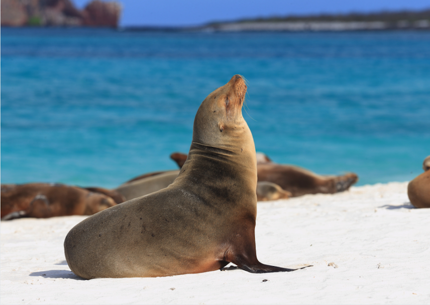 Galapagos sealion on white sand beach