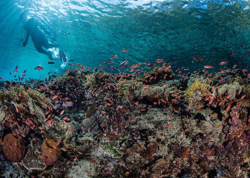 Belize underwater barrier reef snorkeler coral and tropical fish