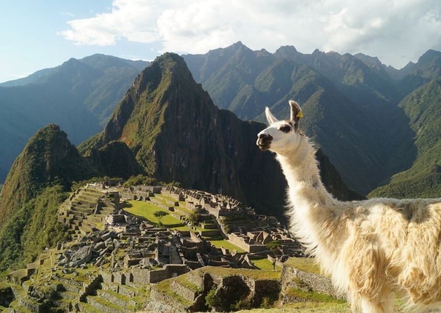 South America Peru Machu Picchu White Alpaca Looking Over Inca Ruins