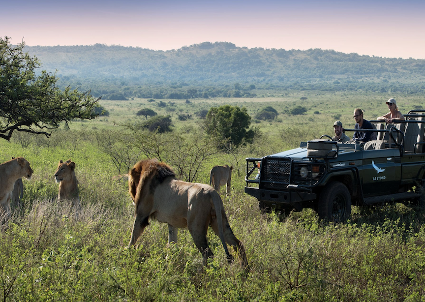 Africa South Africa Phinda Mountain Lodge Travelers on Jeep Safari Watching Four Lions