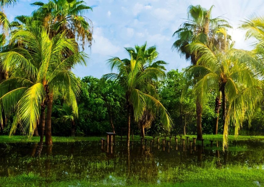 Cuba Zapata Peninsula Swamp Palm Trees
