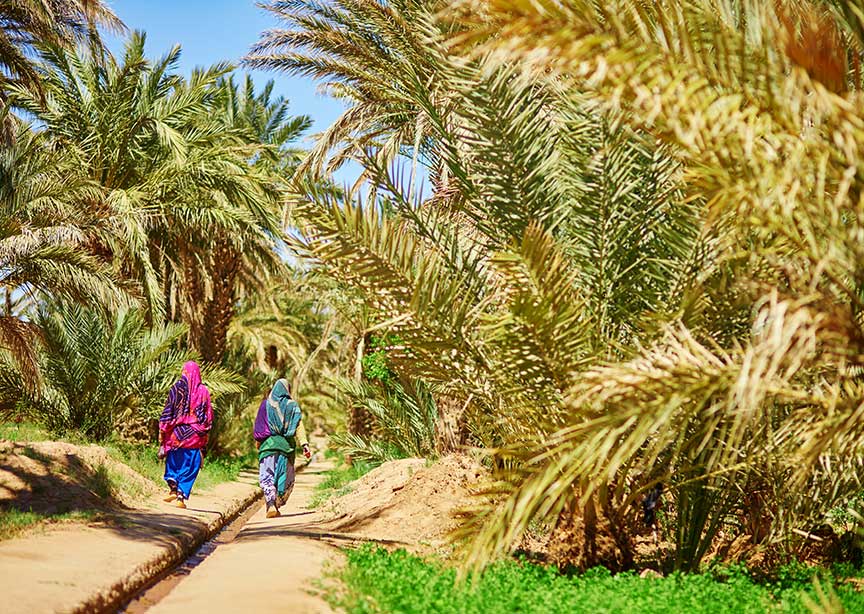 Moroccan women walking through palm tree oasis