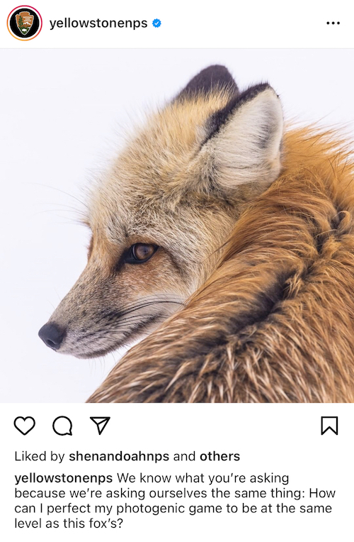 Yellowstone National Park Red Fox Instagram Post