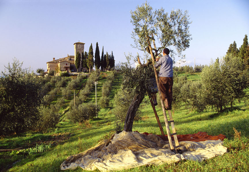 Europe Italy Tuscany winemaker man ladder vineyard