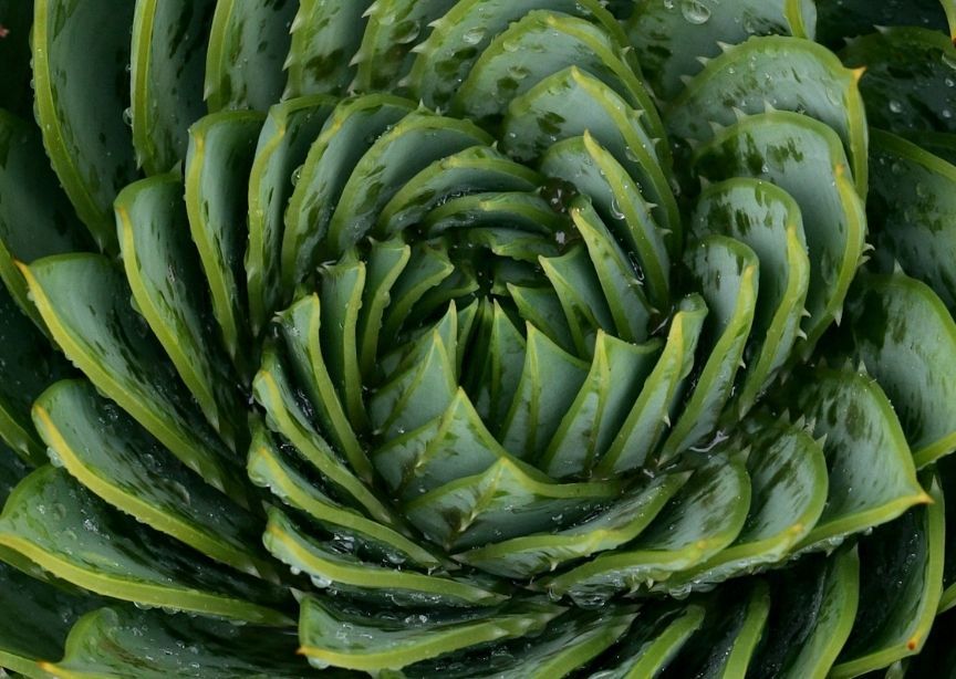 Peru Amazon Rainforest Aloe Plant 