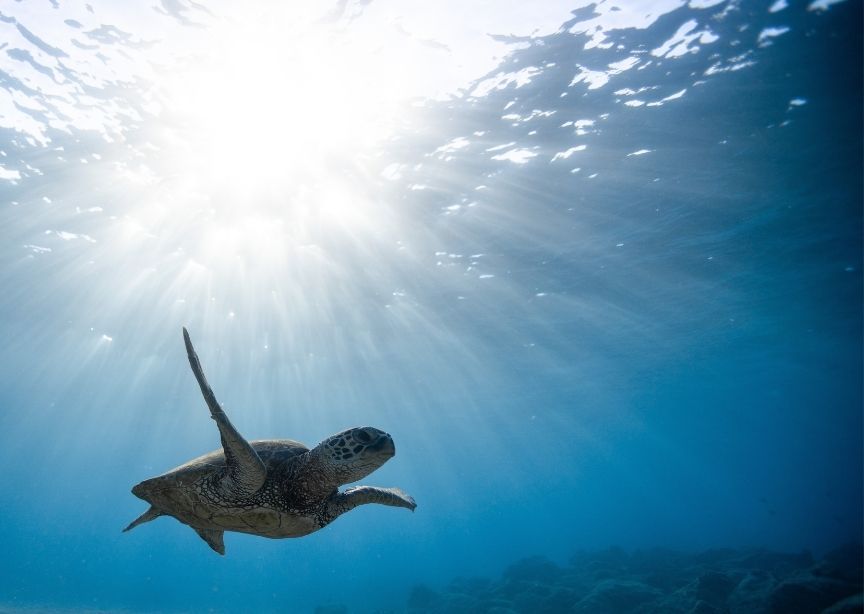 Ecuador Galapagos Underwater Sea Turtle and `Sun Rays