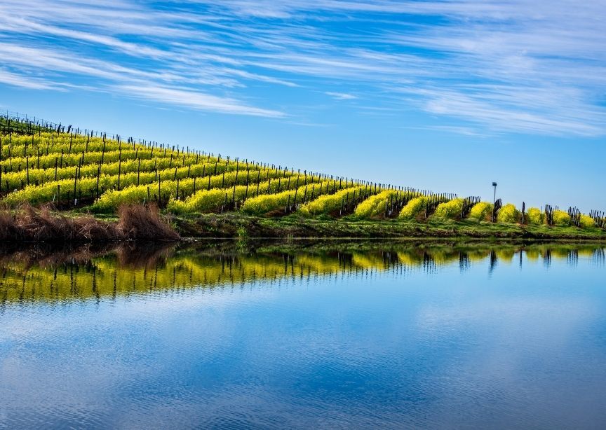 USA California Napa Sonoma Valley Vineyard reflected in Water