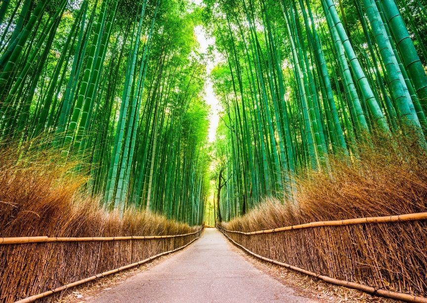 Asia Japan Kyoto Bamboo Forest Pathway in Morning Light