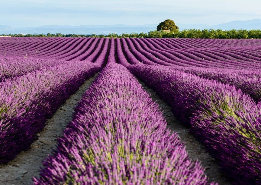 Europe France Provence lavender field stripes of lavender along hillside on sunny day 