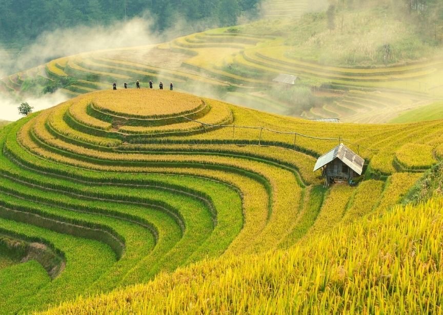 Asia Vietnam rice paddy field terraced yellow and green mountains farmers