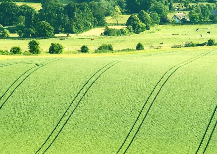 England Wiltshire Rolling Countryside Farmland Cows Grazing Thatched Cottage