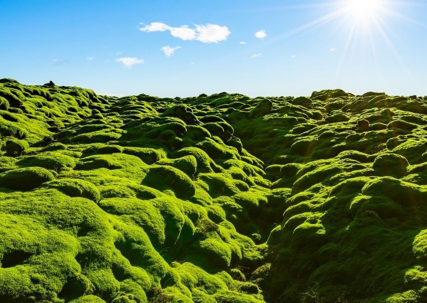 Europe Iceland lava field mossy landscape bright green under blue sky and sunshine