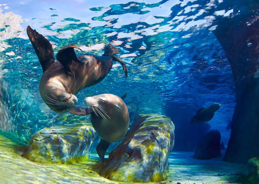 Sea Lion Couple Pair Underwater Galapagos