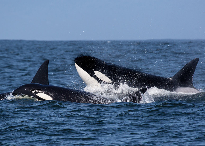 Two orcas or killer whales in the pacific ocean