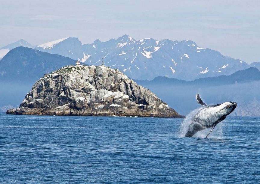 USA Alaska humpback whale leaping from ocean