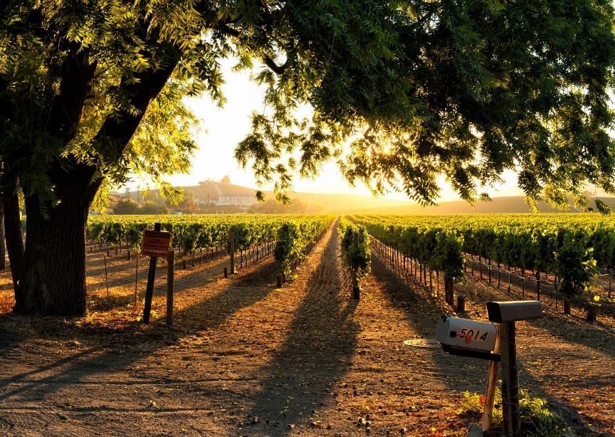 USA California Napa Valley vineyard