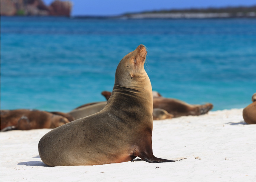 Galapagos sea lion on white sand beach