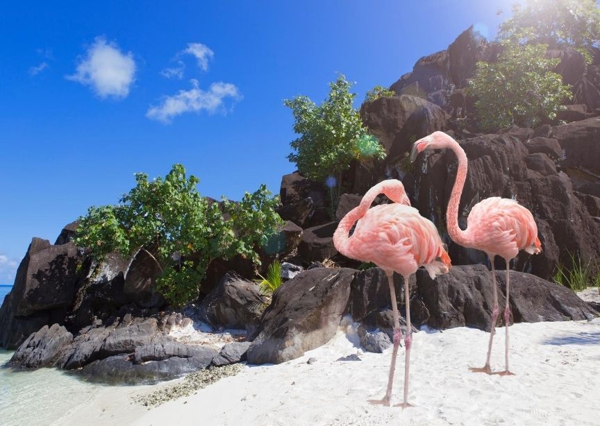 2 flamingos in French Polynesia Bora Bora