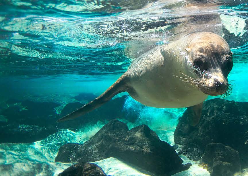 Galapagos sea lion underwater