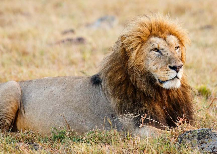 South Africa lion resting in grass