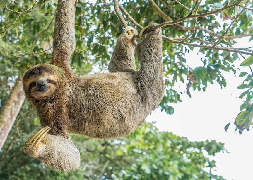 Costa Rica smiling sloth hanging off branch