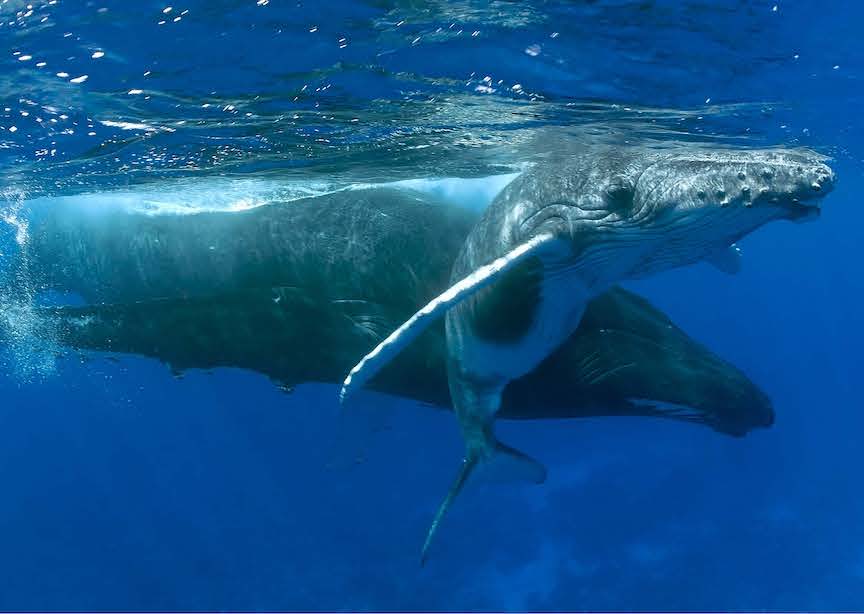 Hawaii USA 2 humpback whales underwater