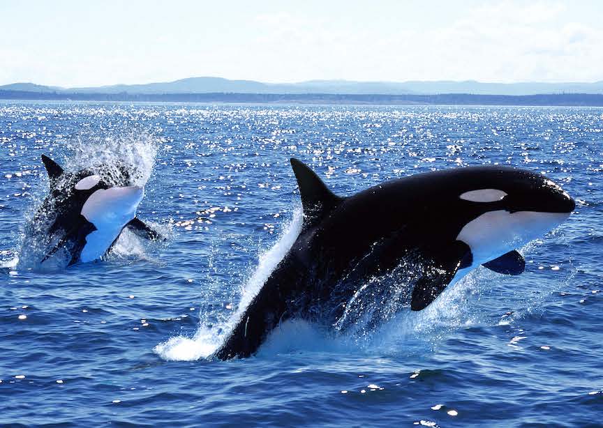 Puget Sound WA USA 2 Orca Killer Whales jumping out of water